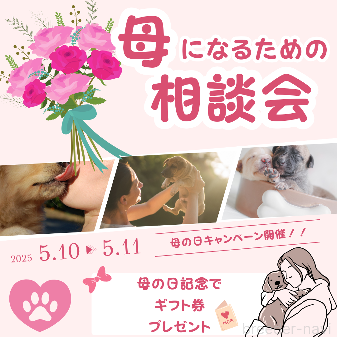 成約済の千葉県のトイプードル-384192の2枚目